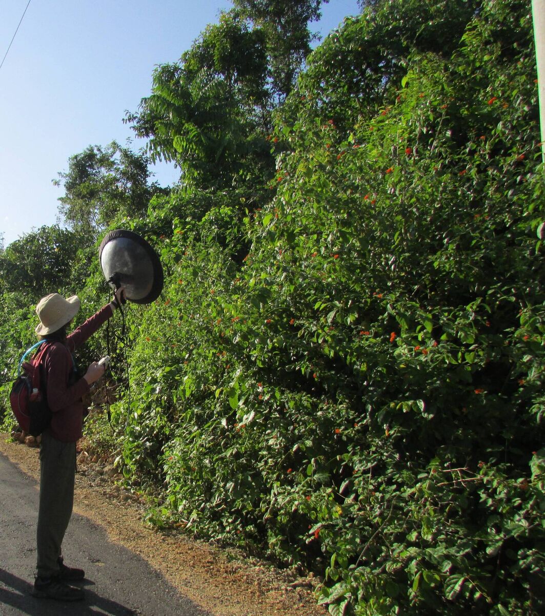 Fionn Ó Marcaigh uses a parabolic reflector to record bird songs on Hoga Island, one of the Wakatobi Islands in Indonesia
