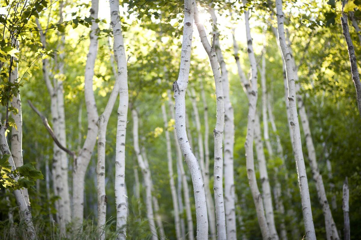 Birch trees are a good option in soils which are wet and waterlogged.