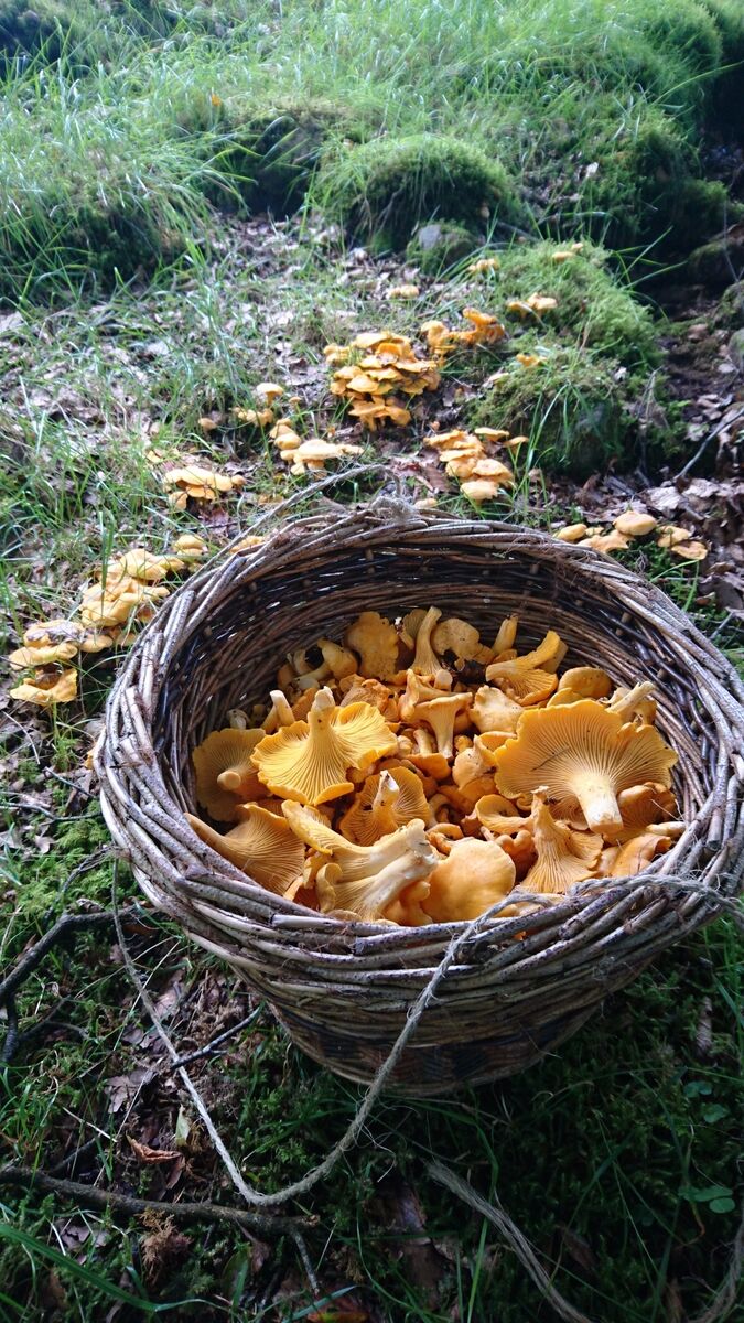 Chanterelle mushrooms aplenty on a Ballyhoura Mushrooms guiding foraging expedition