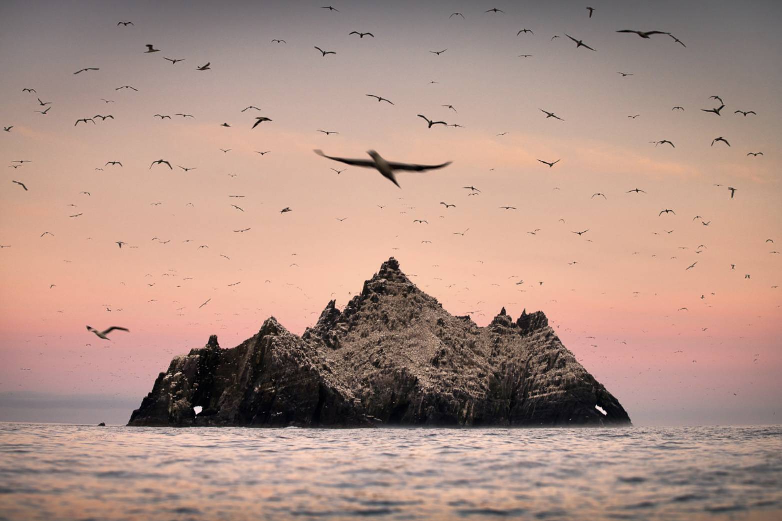 Spectacular gannets have great muscle and staying power — it's sad to see bird flu hit them so hard