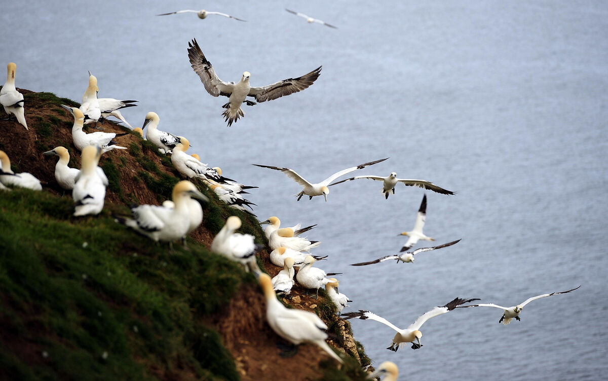 Gannets and other seabirds crowding on coastal cliffs