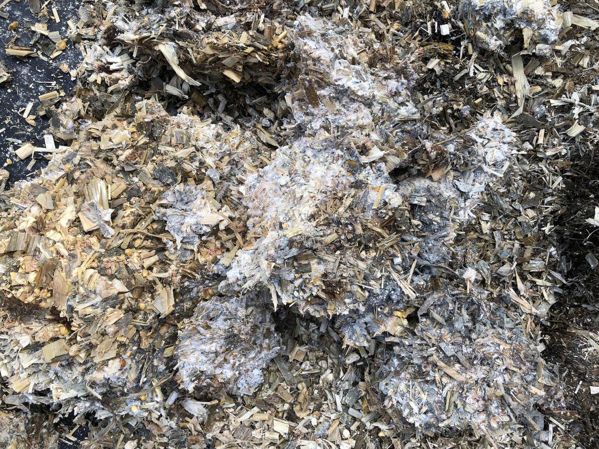 Mycotoxins: A hidden danger for livestock producers