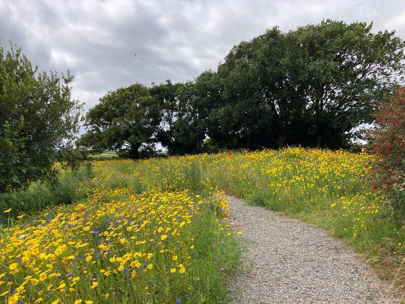 Wildflower meadow on part of the 1.2 acre site 