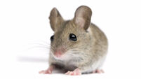Farranree school closed due to pest infestation