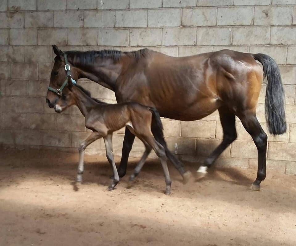 Currently, staff and volunteers at the Wicklow-based Irish Horse Welfare Trust are caring for 25 horses which were seized in Ballygarrett, Co. Wexford, in June 2019. Picture: the Irish Mail on Sunday Mail