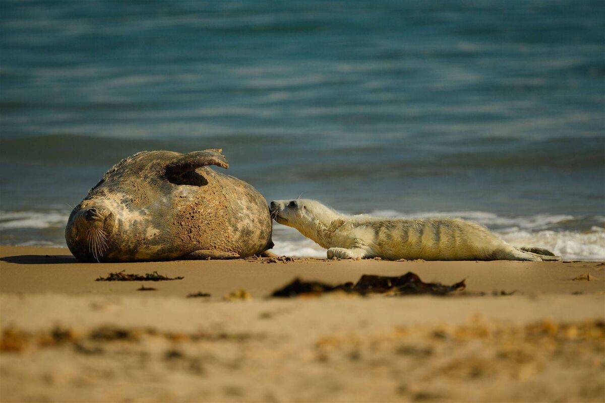 Seal Rescue Ireland monitored this pup which was visited by its mother for feeding. Seal Rescue Ireland monitored this pup which was visited by its mother for feeding.