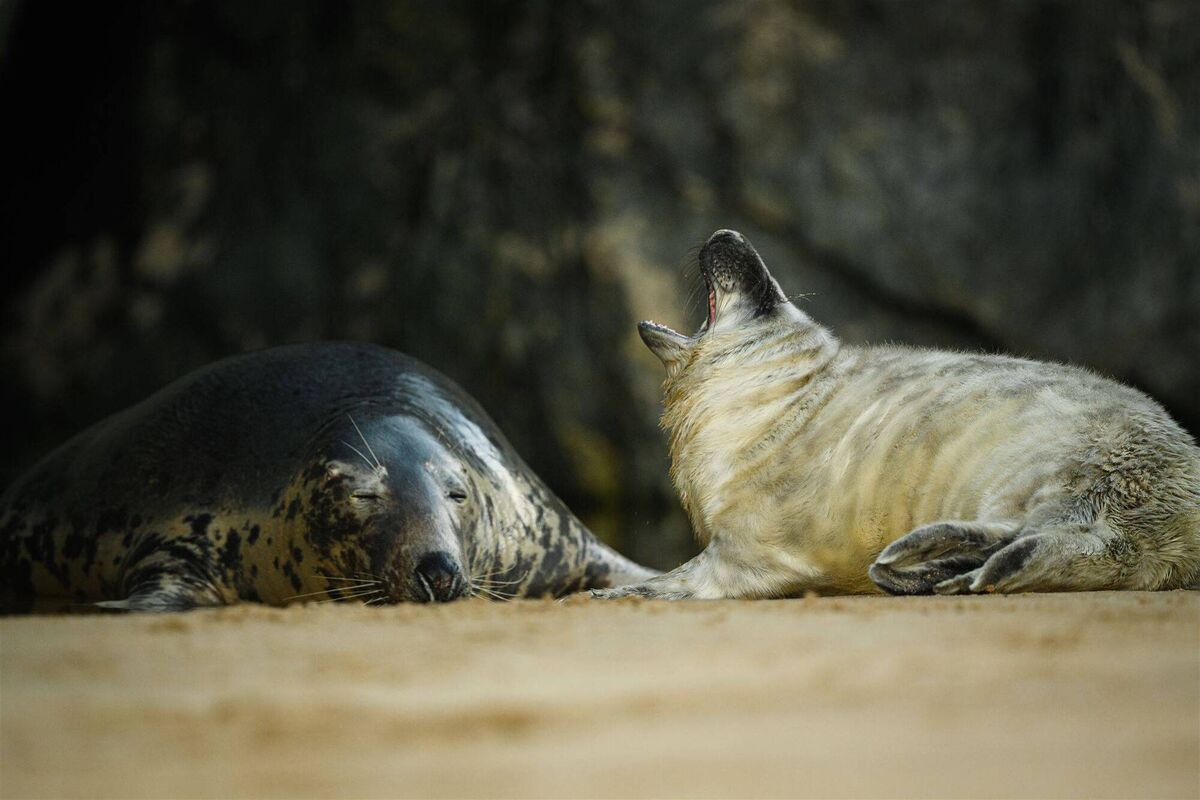 Wild seal pup with its mother. Healthy seals are a good indicator there is good biodiversity in that area. Wild seal pup with its mother. Healthy seals are a good indicator there is good biodiversity in that area.
