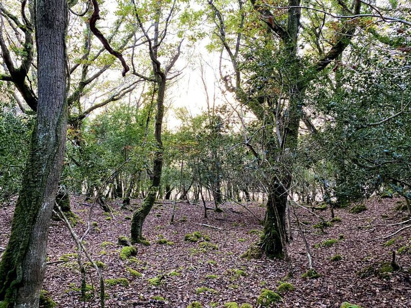 Old oak woodland in county Sligo, void of its understorey because of excessive grazing by deer. Picture: Anja Murray