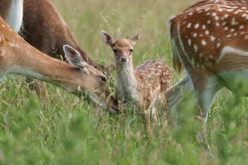 A deer nuzzles her fawn in the Phoenix park. Picture: Fran Veale