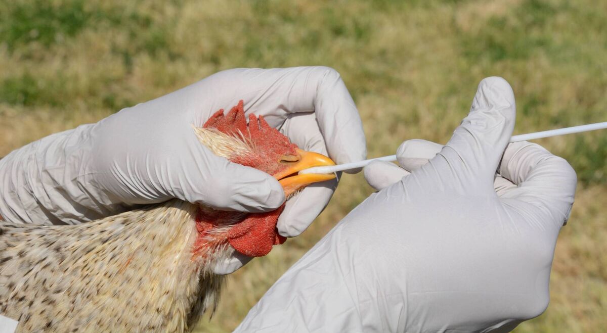 The Irish Farmers Association has now issued a red alert to poultry producers. The Irish Farmers Association has now issued a red alert to poultry producers.