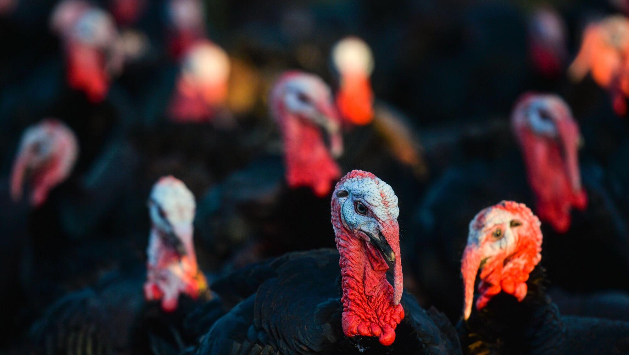 Poultry farmers ordered to move flocks indoors amid avian flu threat