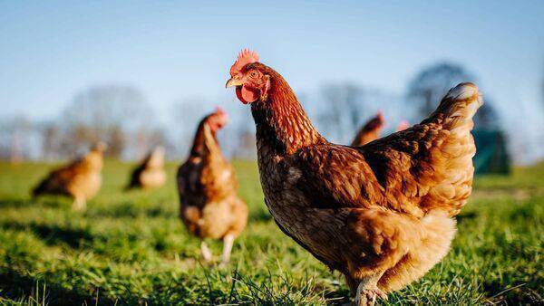 Farmers ordered to house all poultry over bird flu risk