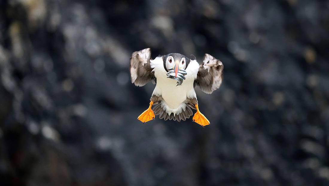 Clodagh Blake's photo 'Bringing Home the Dinner', taken in Saltee Islands, Co Wexford, one of the 50 finalists across five categories in the Love Your Coast 2022 photo competition.