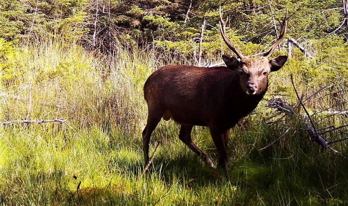 Camera trap image: A sika or sika-red deer hybrid stag 