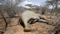 Hundreds of elephants and zebras die during drought in Kenya