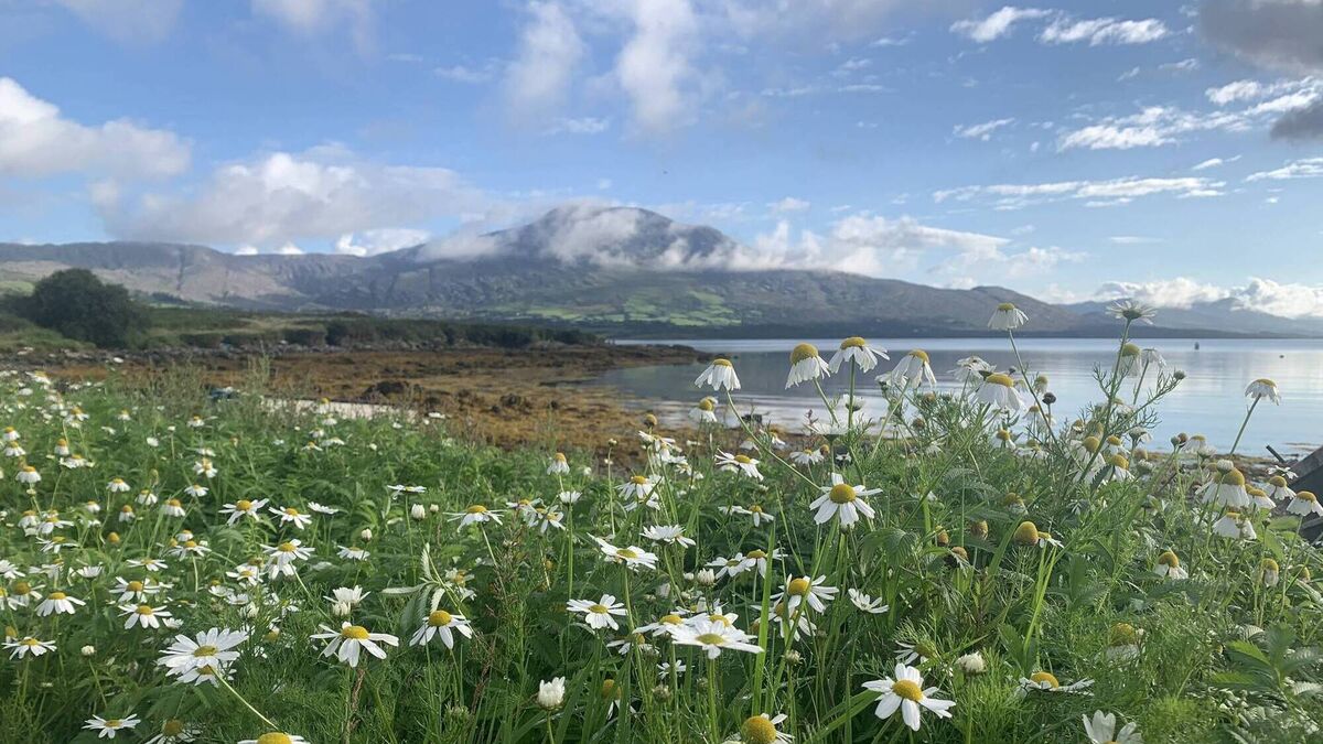West Cork islands 'at risk of the loss of entire communities' due to housing crisis - Vimarsana News