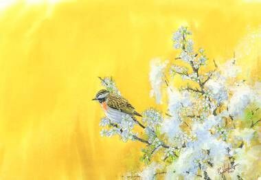 Robert Vaughan illustrations: Whinchat is an increasingly rare bird in Ireland — it can still be found in some wild flower meadows, as well as rough tussocky areas close to open pine woods. Original copy painted by hand, with watercolor technique on special paper for watercolor. Size: 46×34cm €285