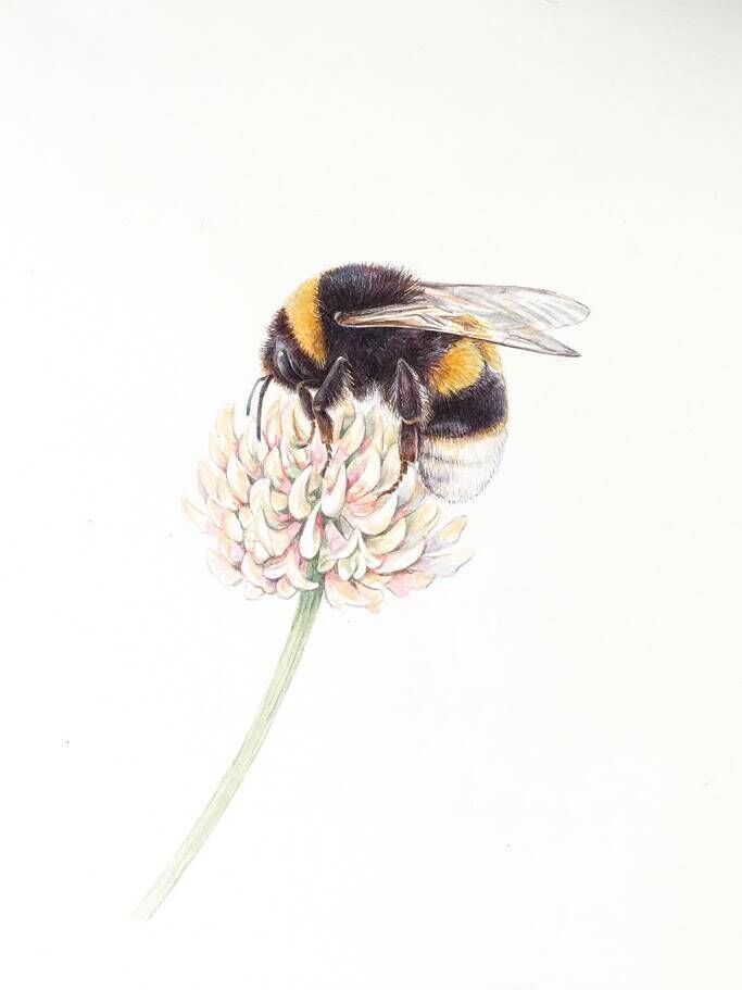 Shevaun Doherty botanical and nature art: White Tailed Bumblebee €120 Signed Limited Edition Print (run of 25) Size: 24 cm x 32 cm