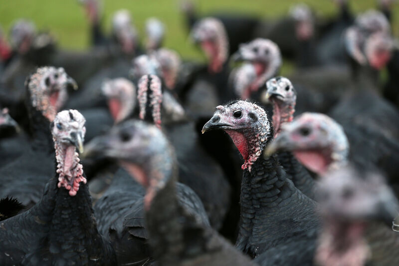 Bird flu is highly infectious and poses a high risk to chickens and turkeys. As a result, if a farm tests positive for bird flu, the entire flock is culled. File Photo: RollingNews.ie