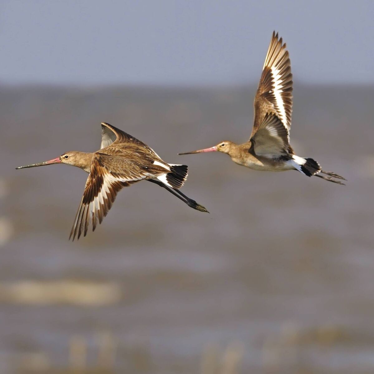 Eastern Black-tailed Godwit Eastern Black-tailed Godwit