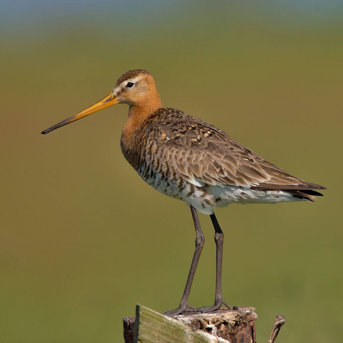Black-tailed godwit Black-tailed godwit