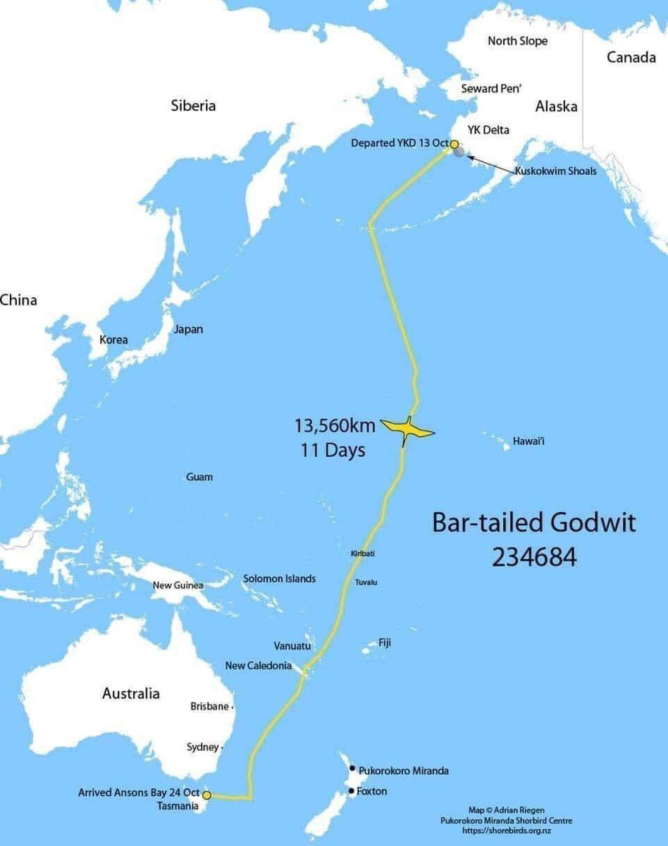 Flight of the bar-tailed godwit #234684. Map by Adrian Riegan Pūkorokoro-Miranda Shorebird Centre Flight of the bar-tailed godwit #234684. Map by Adrian Riegan Pūkorokoro-Miranda Shorebird Centre