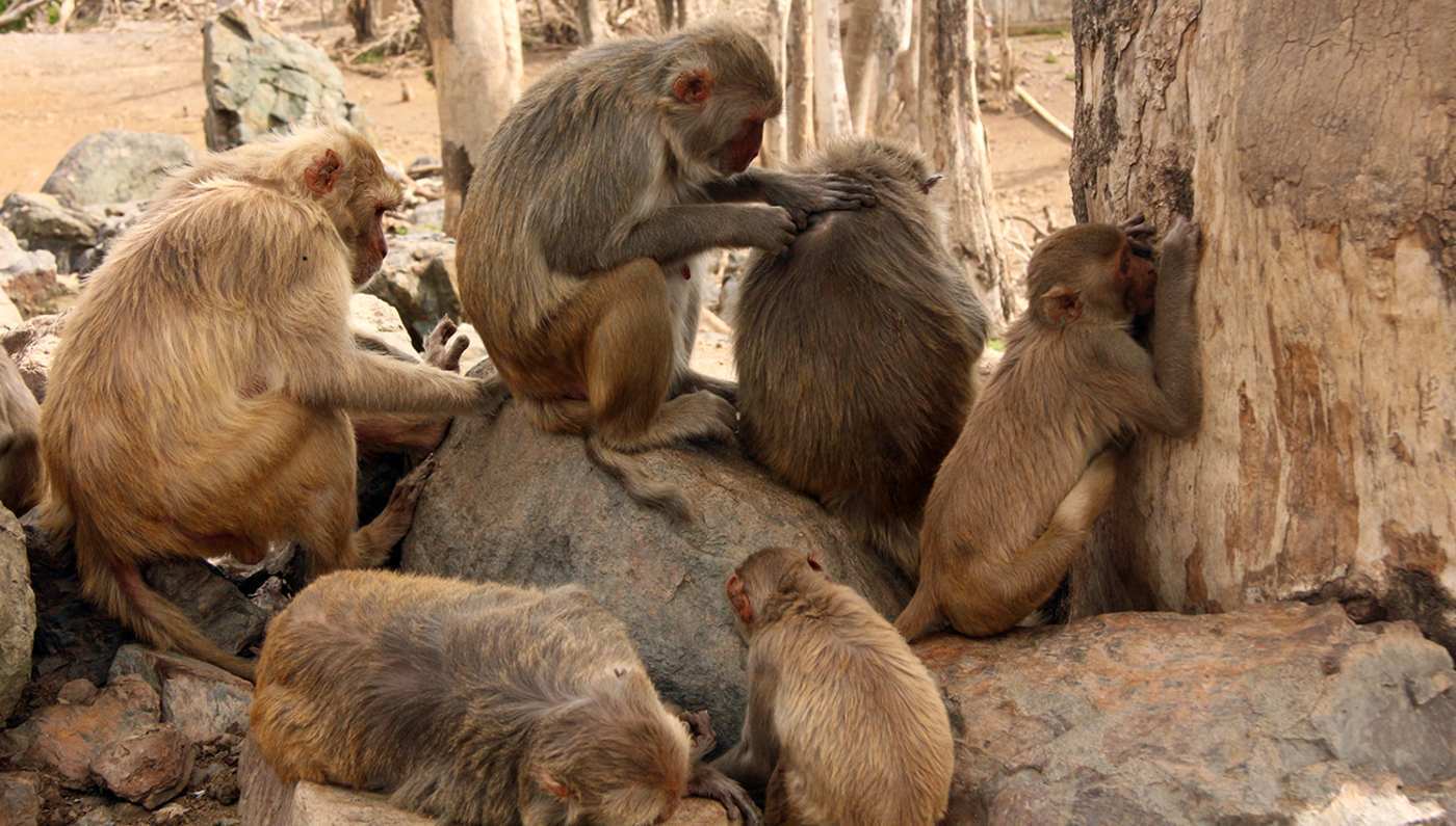 Friendly monkeys have ‘higher levels of helpful bacteria in their guts’