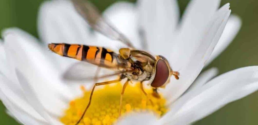 Hoverfly pollinating Cosmos