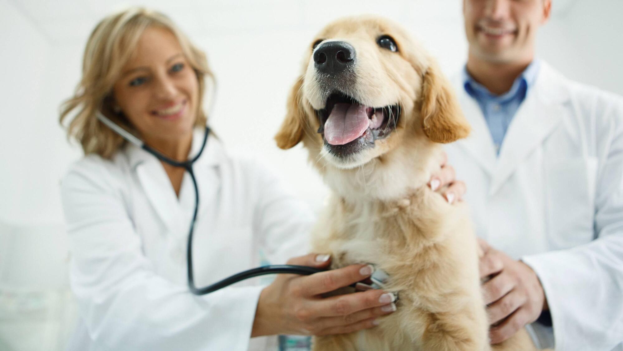 Pete the Vet: Want to be a vet? Here's what you need to know