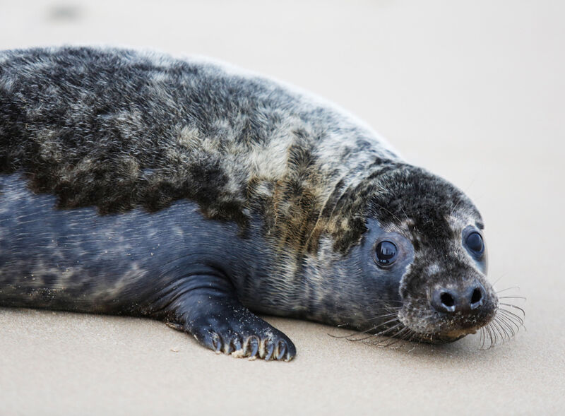 A grey seal pup — once finding food for themselves they opt for crab, lobster, sand eel, pollack, herring, mackerel, wrasse, salmon, and squid. Picture: Leon Farrell / Photocall Ireland