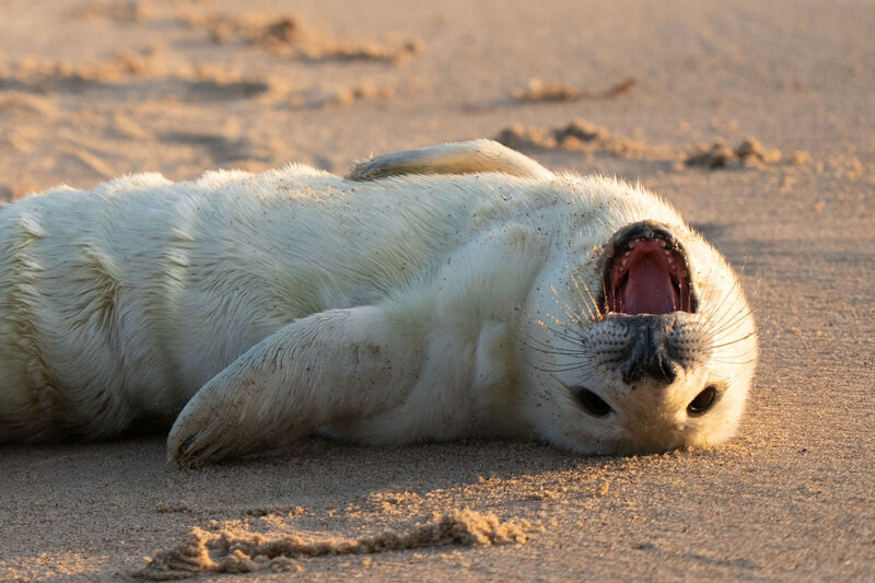 A newborn grey seal pup. Picture: Joe Giddens/PA Wire