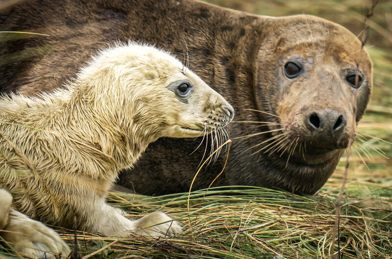 A grey seal with its pup. Picture: Danny Lawson/PA Wire