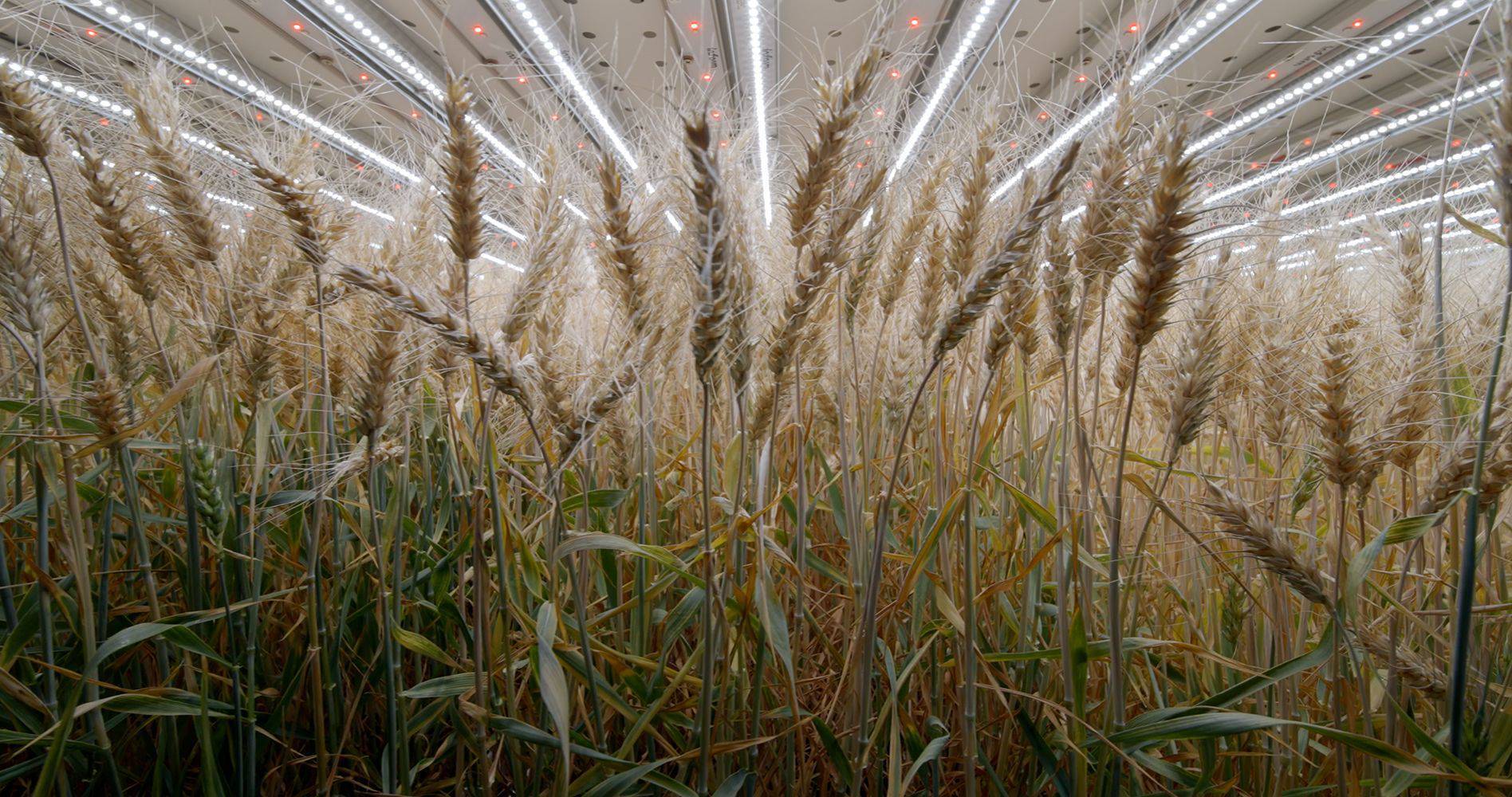 Vertical farming wheat trial projects yields 26 times greater