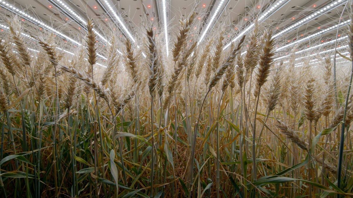 Vertical wheat trial projects yields 26 times greater - Vimarsana News