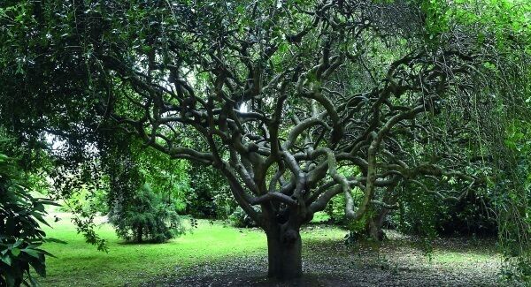 The beautiful and rare weeping holly (Ilex aquifolium ’Pendula’) is situated beyond the herbaceous borders and on the way towards the Japanese gardens. The beautiful and rare weeping holly (Ilex aquifolium ’Pendula’) is situated beyond the herbaceous borders and on the way towards the Japanese gardens.