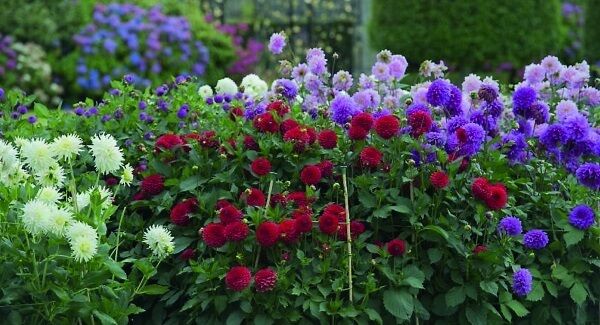 Back in fashion once more, the dahlia bed brazenly displays its puffball glory at Powerscouty House, Enniskerry, County Wicklow. Back in fashion once more, the dahlia bed brazenly displays its puffball glory at Powerscouty House, Enniskerry, County Wicklow.