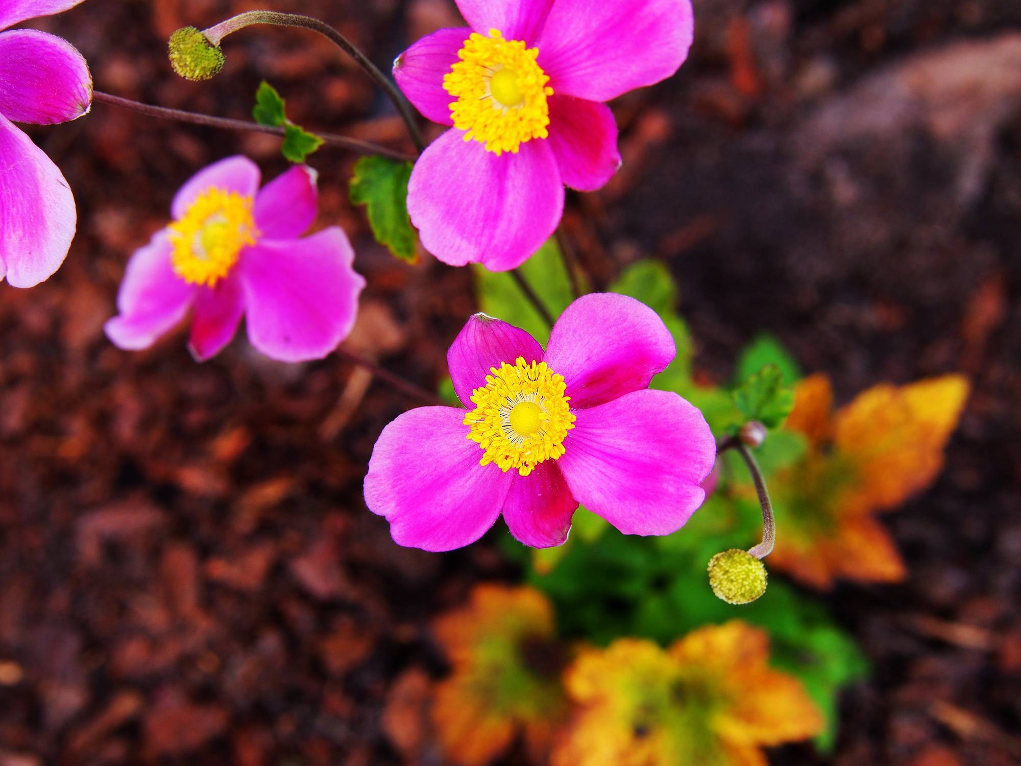 Garden Notes: Events and Meetings