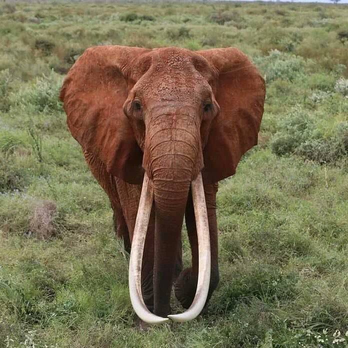 Dida, the African elephant who was possibly Africa’s largest female tusker and a matriarch residing in KWS Tsavo East National Park. She died from natural causes due to old age. Picture: Kenya Wildlife Service