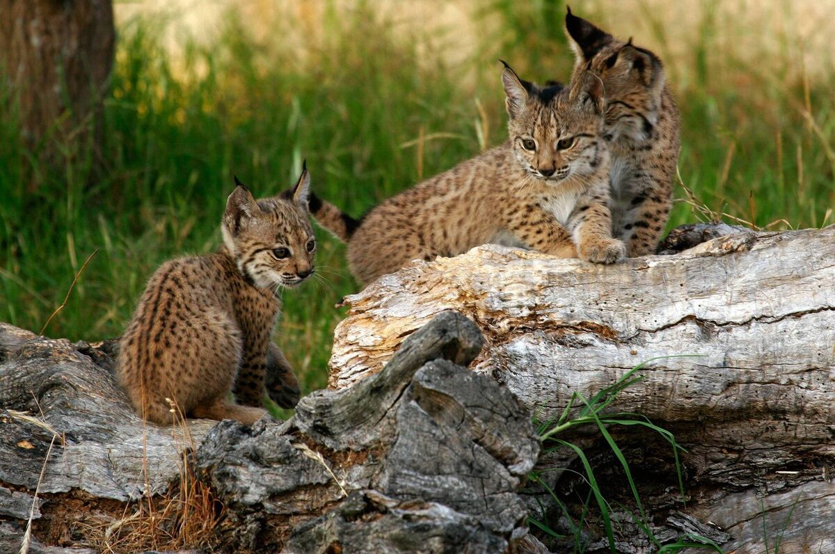Iberian lynx — descendants of Aura, thanks to a successful captive breeding programme. Picture: O.A. Parques Nacionales @oapngob