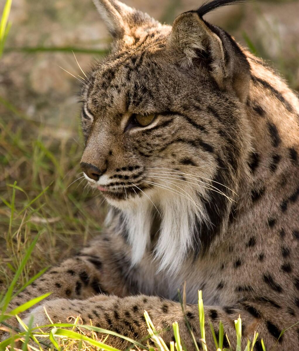 Iberian lynx, Aura who died at the age of 20 but leaves more than 900 descendants (direct and indirect). Picture: O.A. Parques Nacionales @oapngob