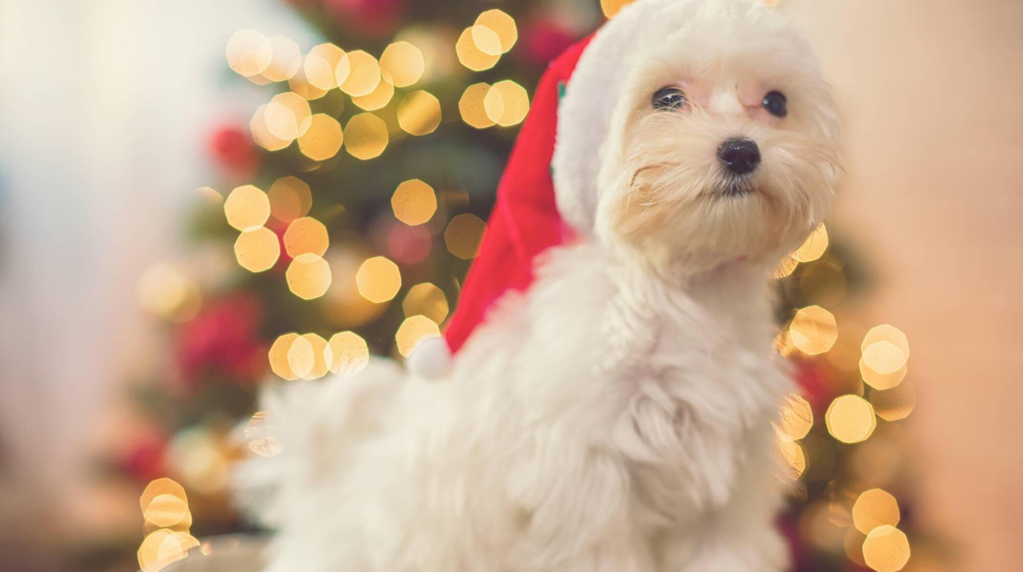 Pete the Vet: We are about to have a serious crisis with the surplus of unwanted dogs
