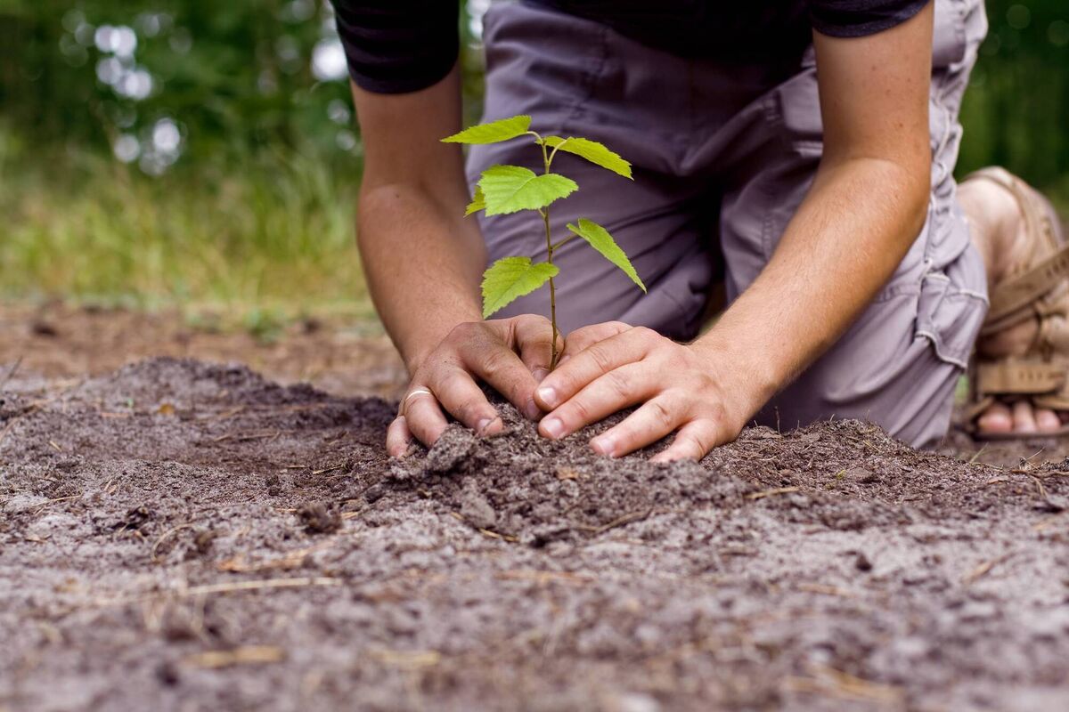 If you don't have a garden for trees then maybe you'd enjoy looking for a community tree-planting project in your area
