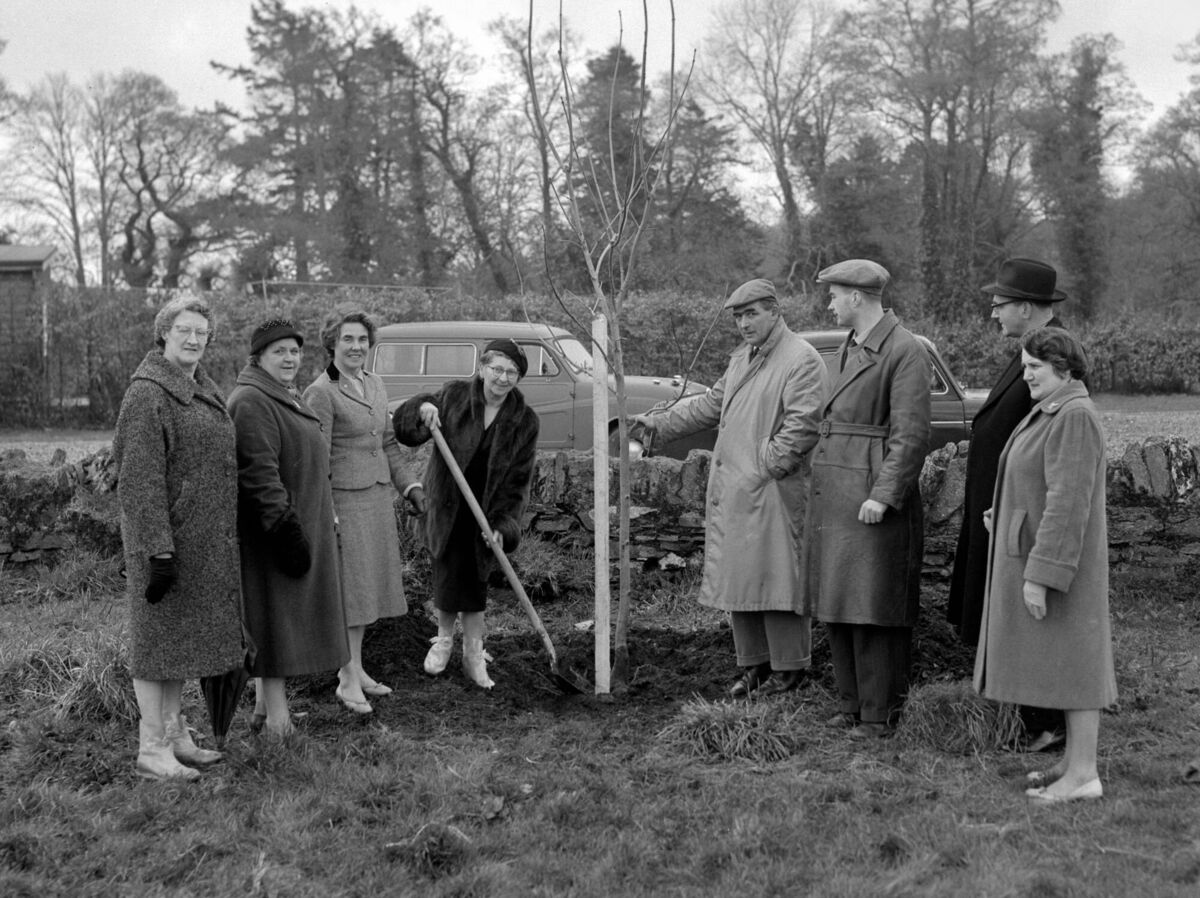 Blarney ICA tree planting for Golden Jubilee in March, 1960