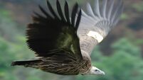 THAILAND Vulture 1