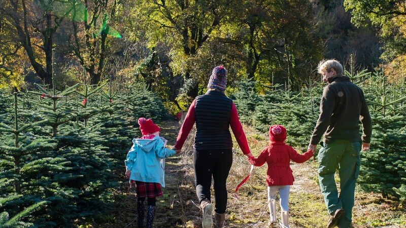 Home: Celebrate the festive season the sustainable way Home: Celebrate the festive season the sustainable way