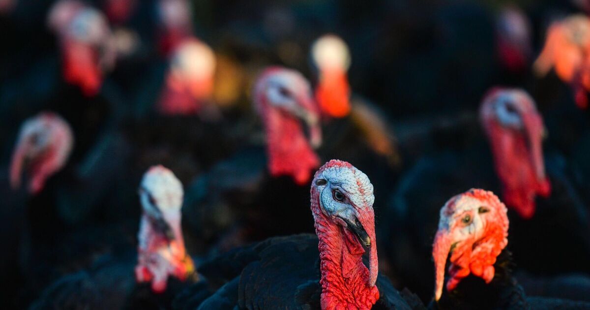4,000 turkeys to be culled in second bird flu flock