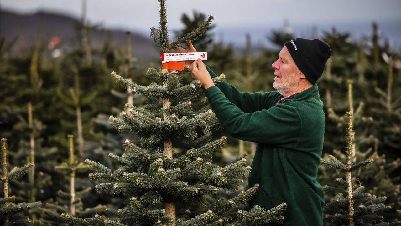  Christmas tree farmer Christy Kavanagh in Newtownmountkennedy, Co Wicklow.
