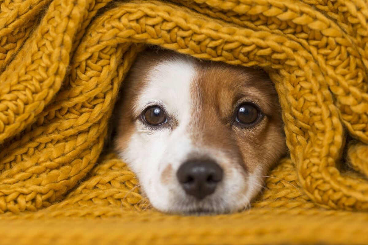 Pete the Vet: Make sure you keep your pets comfortably cosy this winter