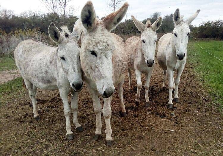 Donkeys Dr Gambini and his team studied in Argentina. Picture: Andres Gambini