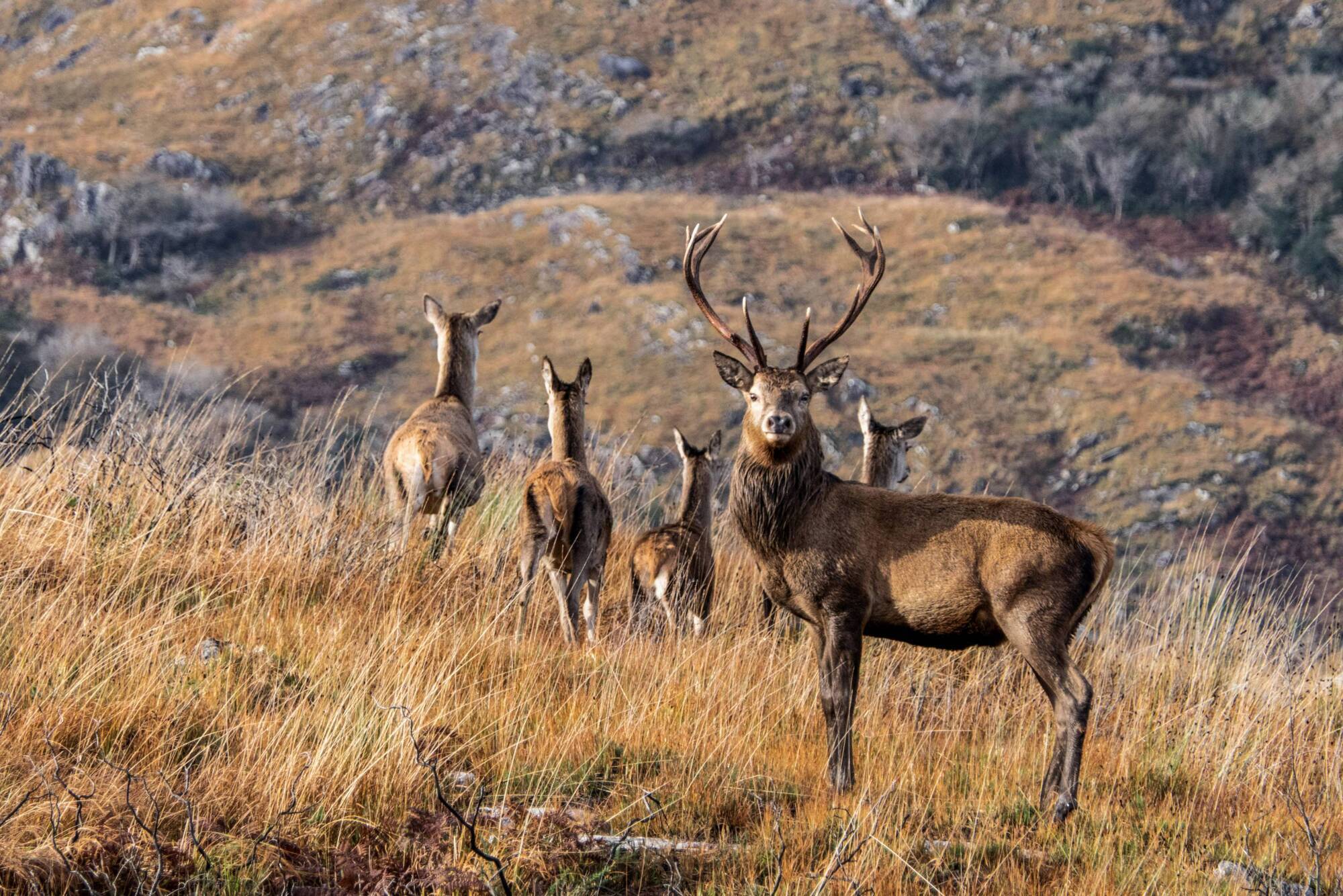 ‘Not long before there's a tragedy’ as concerns raised over rise in deer population 